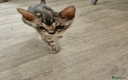 Bengal cats for sale: 2 stunning unique snow bengal kittens left  - Image 11