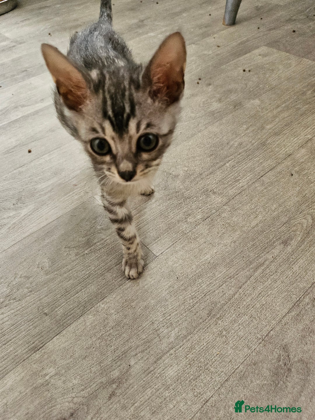 Bengal cats for sale: 2 stunning unique snow bengal kittens left  - Image 11