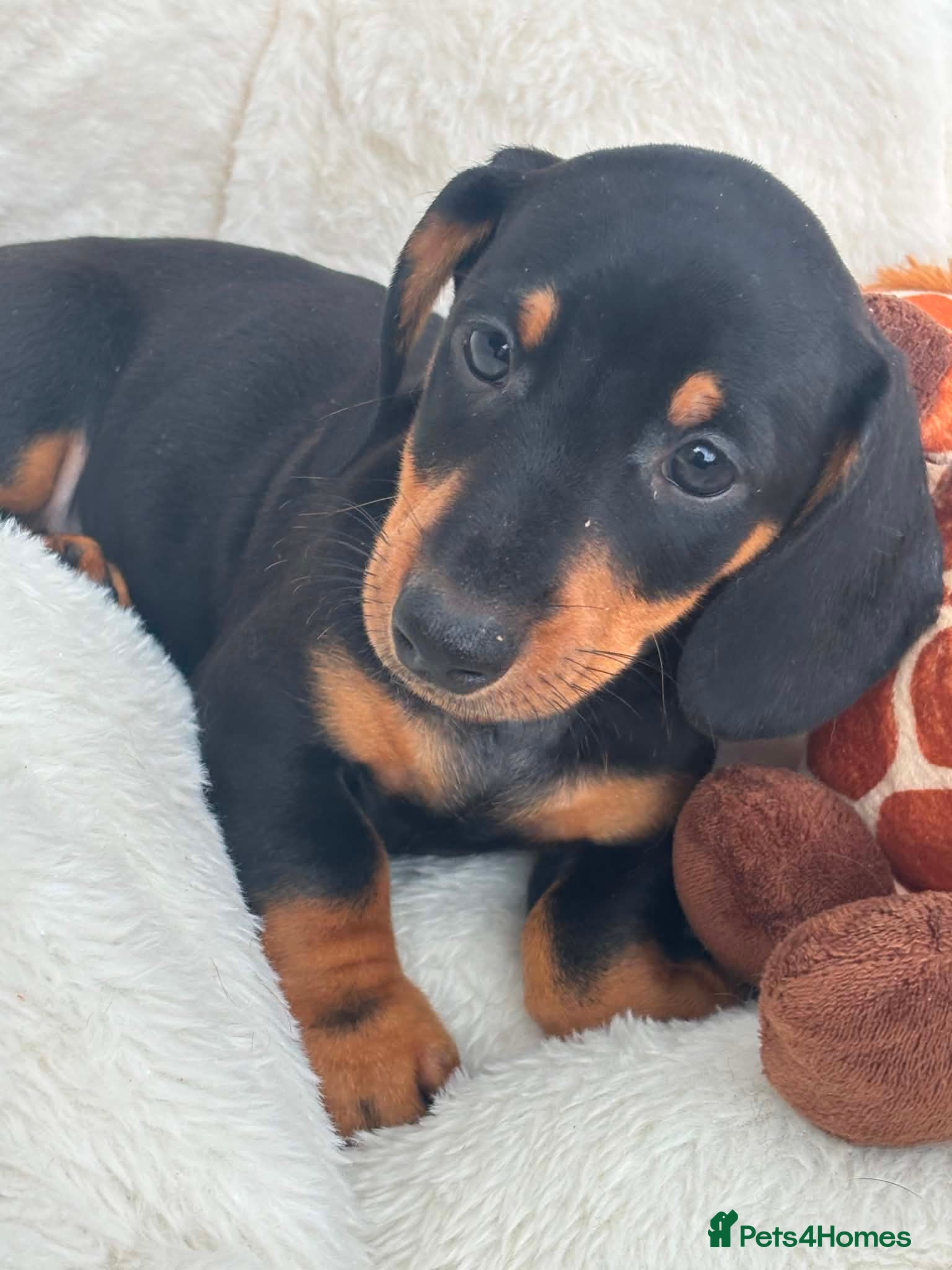 Dachshund dogs Minature Dachshund pups - Advert 2