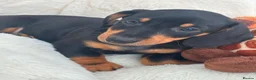 Dachshund dogs for sale: Minature Dachshund pups - Advert 8