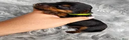 Yorkshire Terrier dogs for sale: Beautiful Yorkies for sale - Advert 5