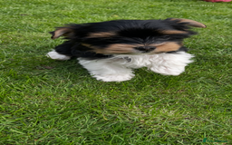 Yorkshire Terrier dogs for sale: York puppies for sale - Image 2