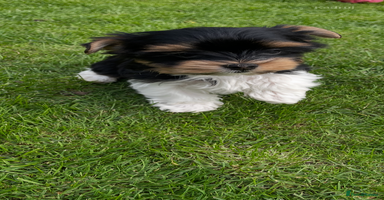 Yorkshire Terrier dogs - Advert 16