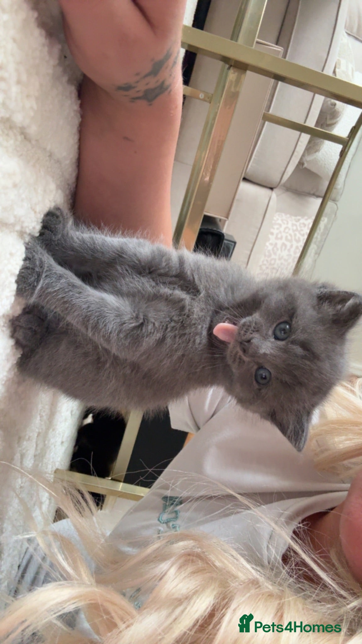 Mixed Breed cats Stunning blue male kitten  - Advert 1