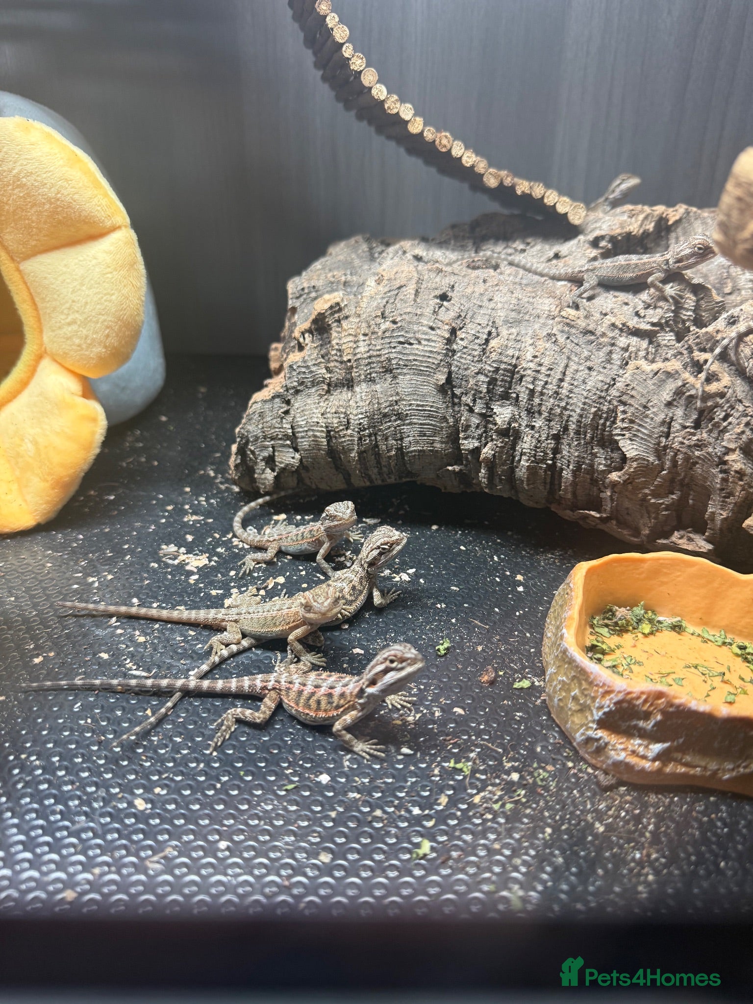 Bearded Dragon reptiles Baby Bearded Dragons  - Advert 2