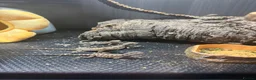 Bearded Dragon reptiles for sale: Baby Bearded Dragons  in Didcot - Advert 1