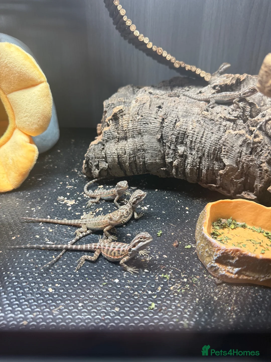 Bearded Dragon reptiles for sale: Baby Bearded Dragons  in Didcot - Advert 1