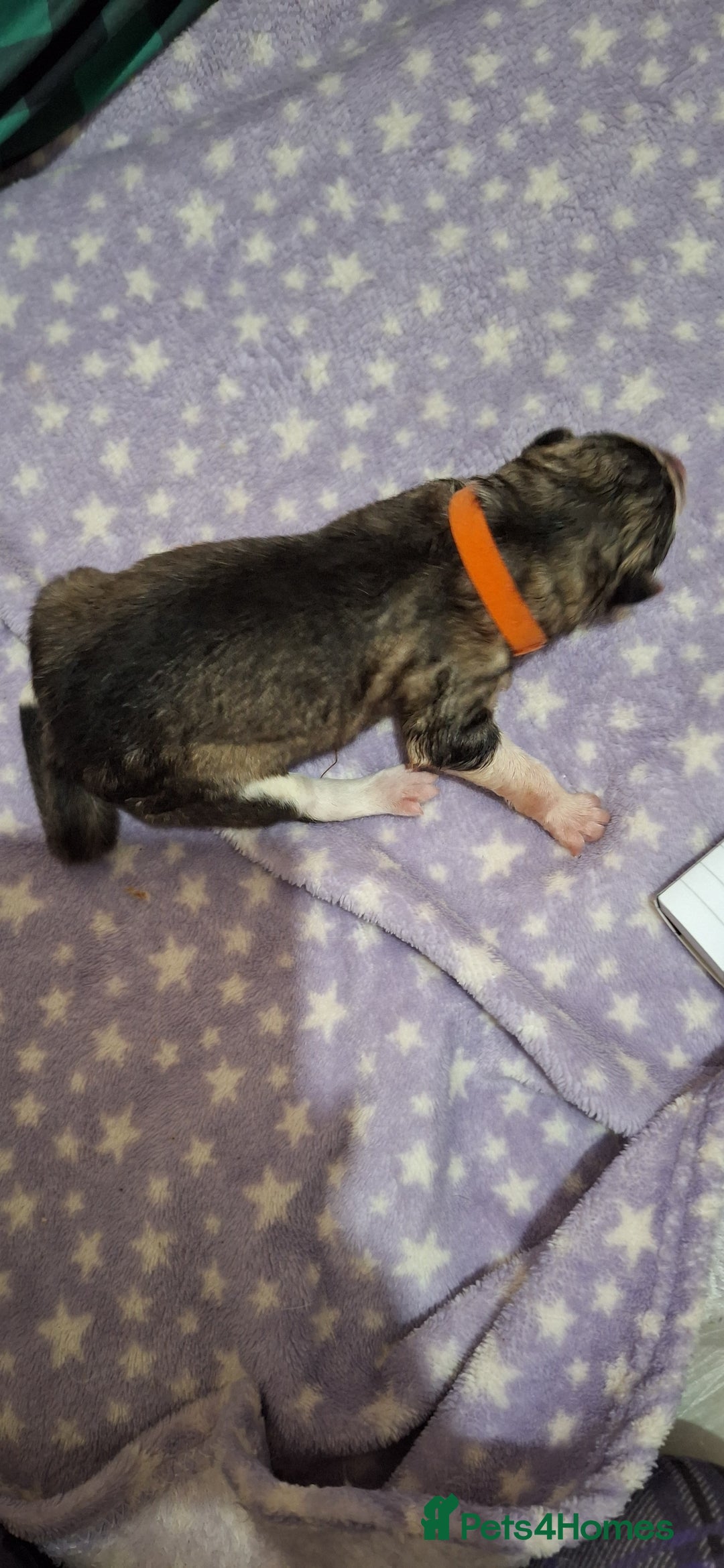 Mixed Breed dogs for sale: 10 Alaskan Shepherds for sale - Advert 7