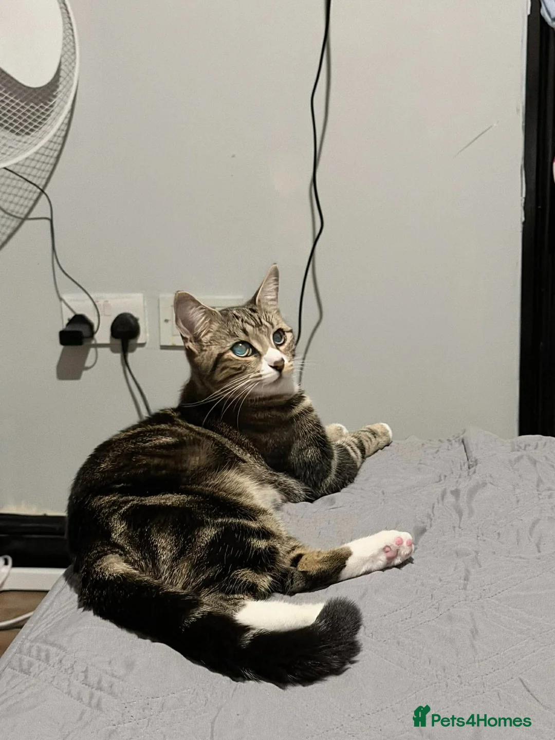 Domestic Shorthair cats for sale: 1 year old cats  in Caldicot - Advert 1