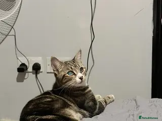 Domestic Shorthair cats 1 year old cats - Advert 4