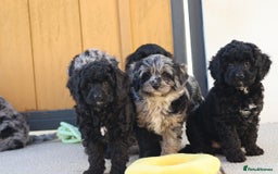 Cavapoo dogs for sale: Beautiful Cavapoochons for sale  - Image 20