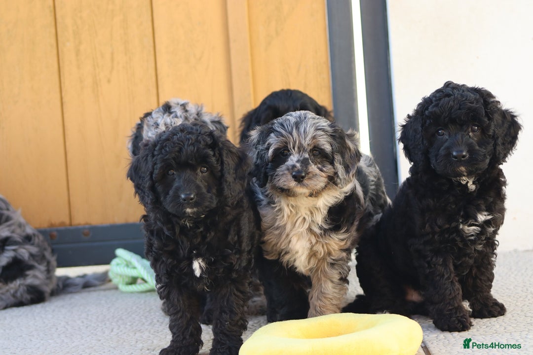 Cavapoo dogs for sale: Beautiful Cavapoochons for sale  - Image 20
