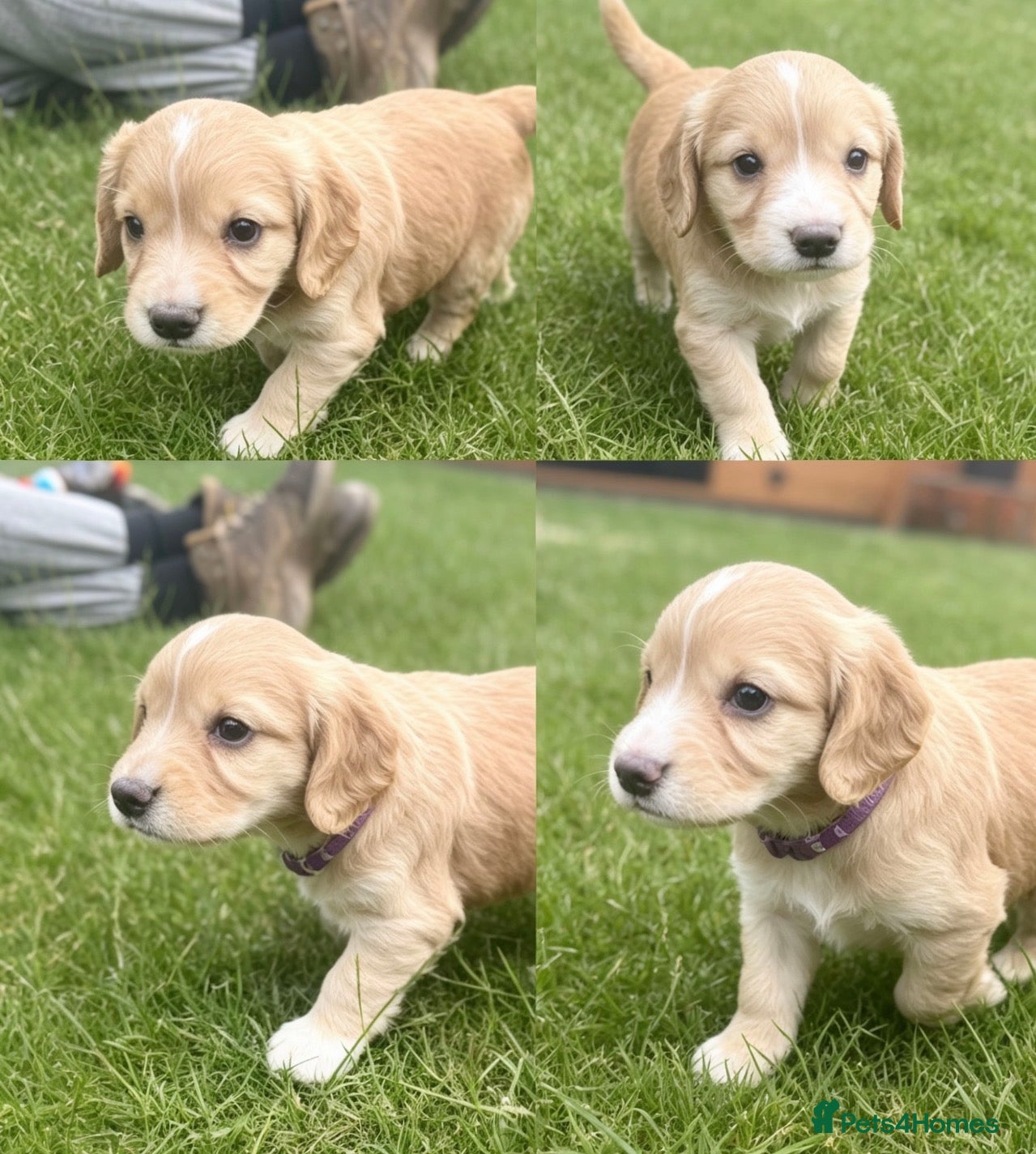 Cocker Spaniel dogs Amazing WCS PUPS 🐶 - Advert 10