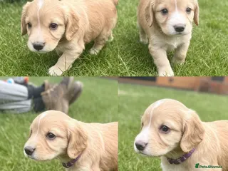Cocker Spaniel dogs Amazing WCS PUPS 🐶 - Advert 10