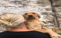 Labrador Retriever dogs for sale: Foxred/Yellow Labradors 5* Licensed Breeder in Catterick Garrison - Image 1