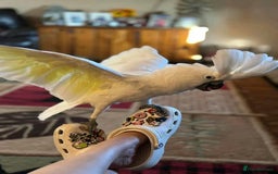 Cockatoo birds for sale: Hand-Reared Tame Umbrella Cockatoo Parrot  - Image 3
