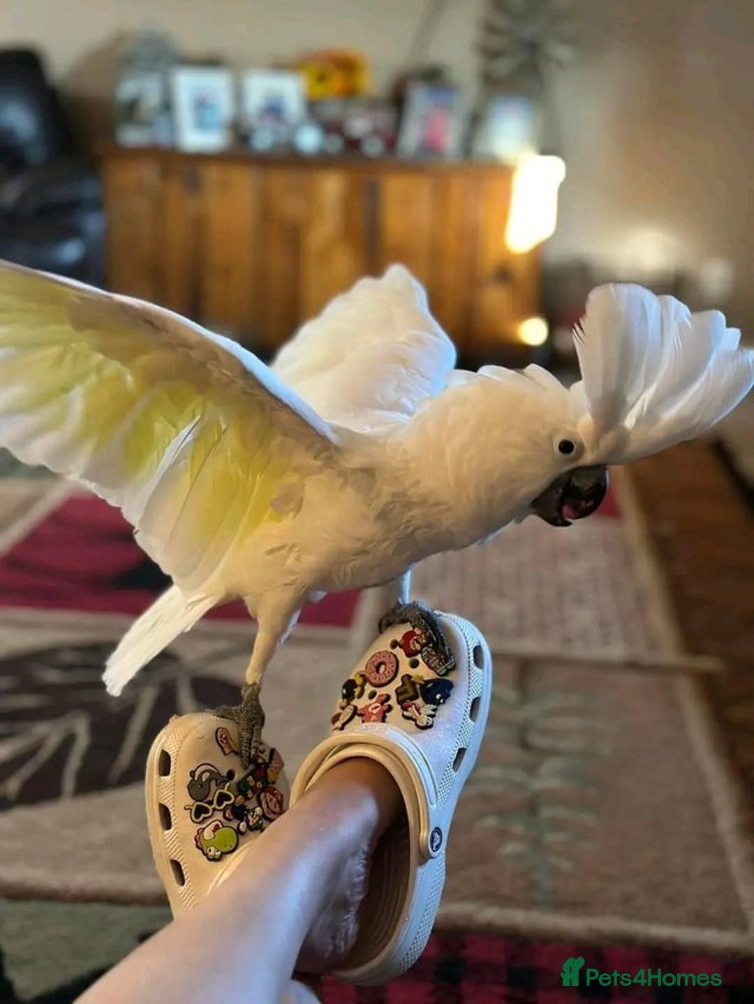 Cockatoo birds for sale: Hand-Reared Tame Umbrella Cockatoo Parrot  - Image 3