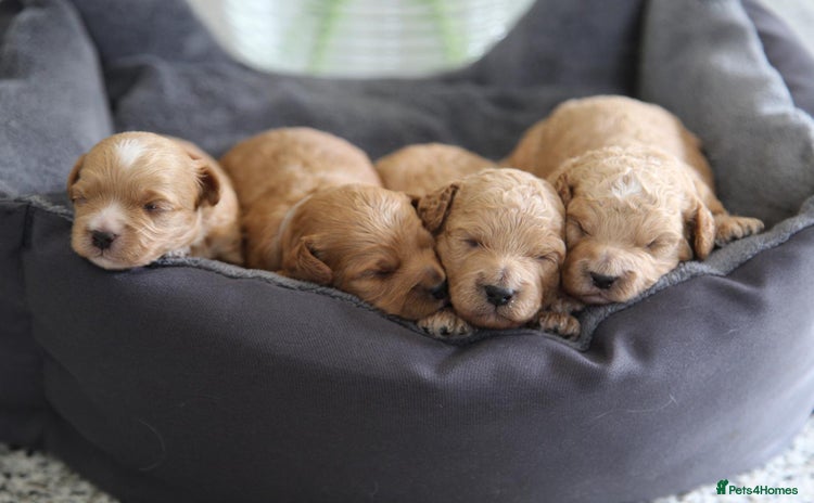 Cavachon dogs - Advert 3