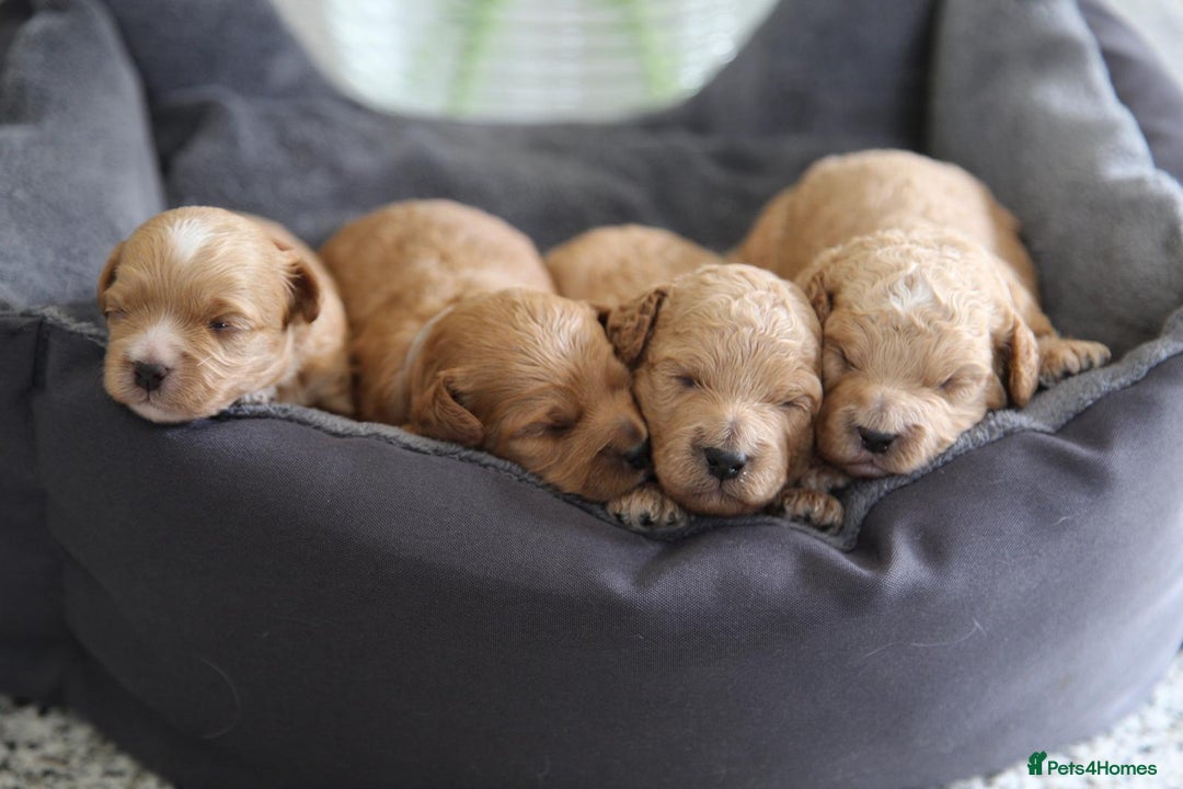 Cavachon dogs for sale: Gorgeous Cavapoochon’s Light Fox Red. - Image 1