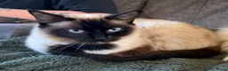 Ragdoll cats for sale: Tinker, Ragdoll - Advert 4