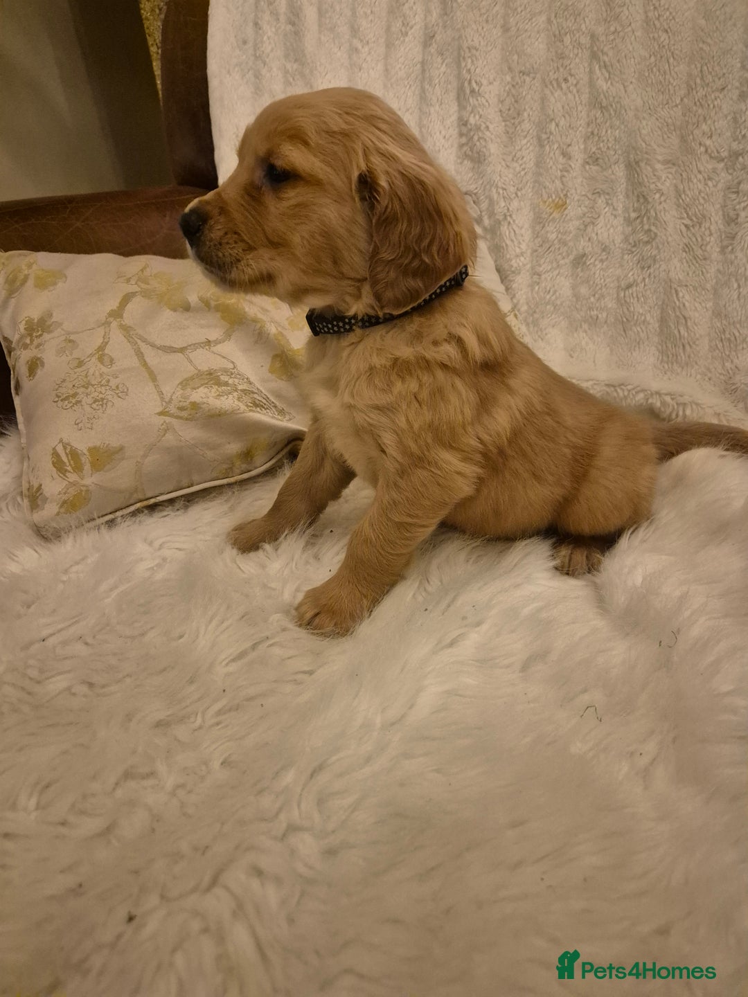 Golden Retriever dogs for sale: KC registered dark red golden retrievers - Advert 21