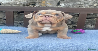 English Bulldog dogs - Advert 4