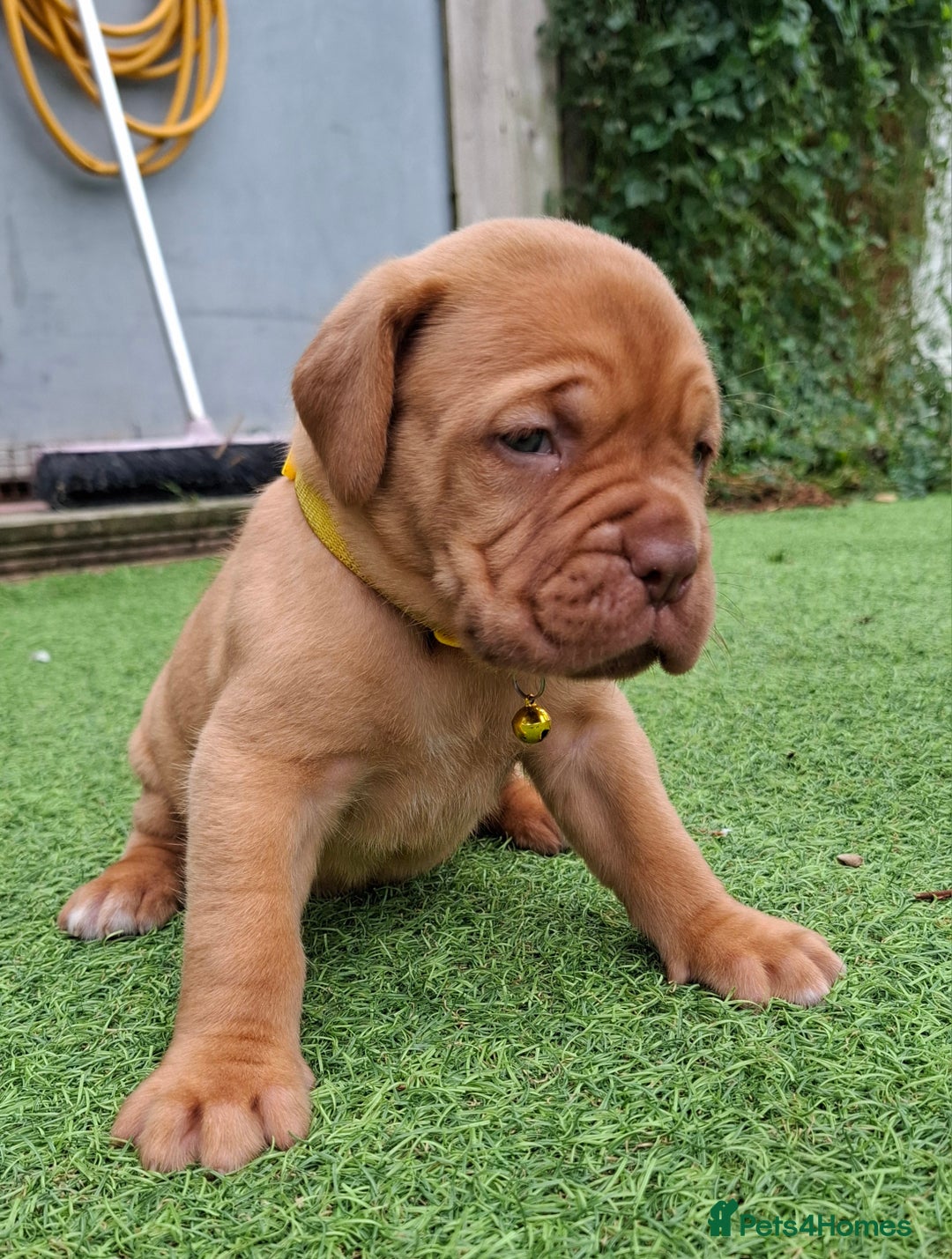 Dogue De Bordeaux dogs for sale: Dogue de Bordeaux pups  - Image 6