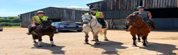 New Forest horses for sale: Impy The Legend !! Be quick or miss him  - Advert 5