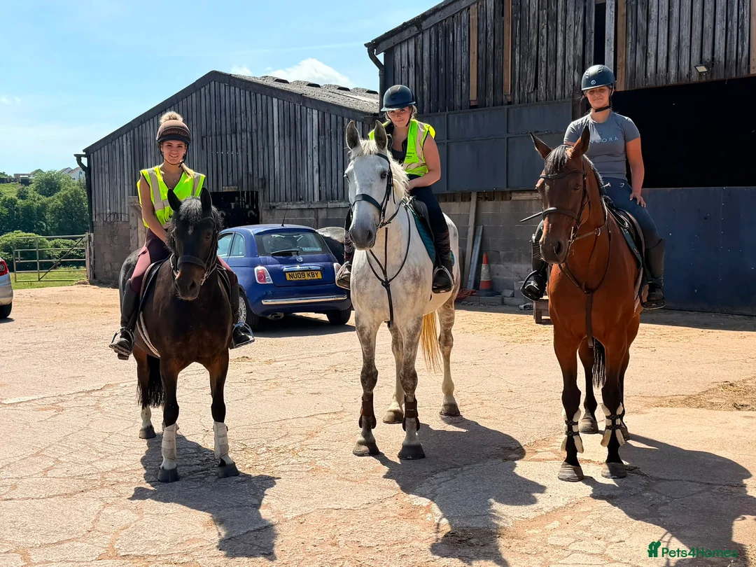 New Forest horses for sale: Impy The Legend !! Be quick or miss him  - Advert 5