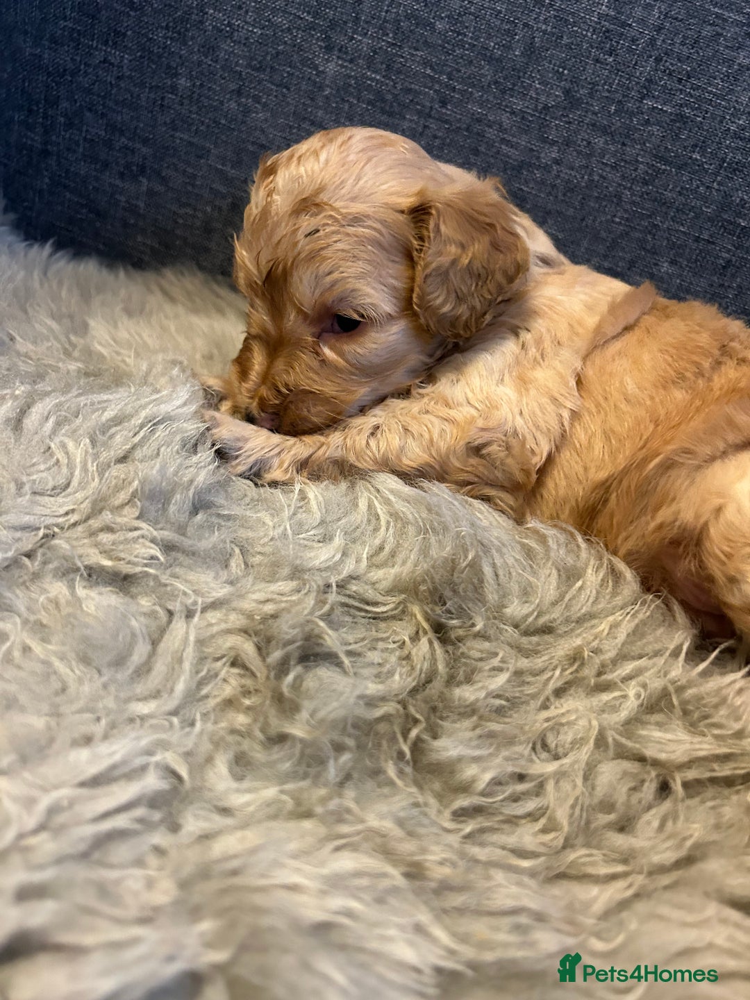 Cockapoo dogs for sale: 5 adorable cockapoo puppies  - Advert 9