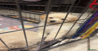 Cavapoochon dogs Cavapoochon - Advert 16