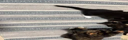 Domestic Shorthair cats for sale: Kittens for sale in Spalding - Advert 2