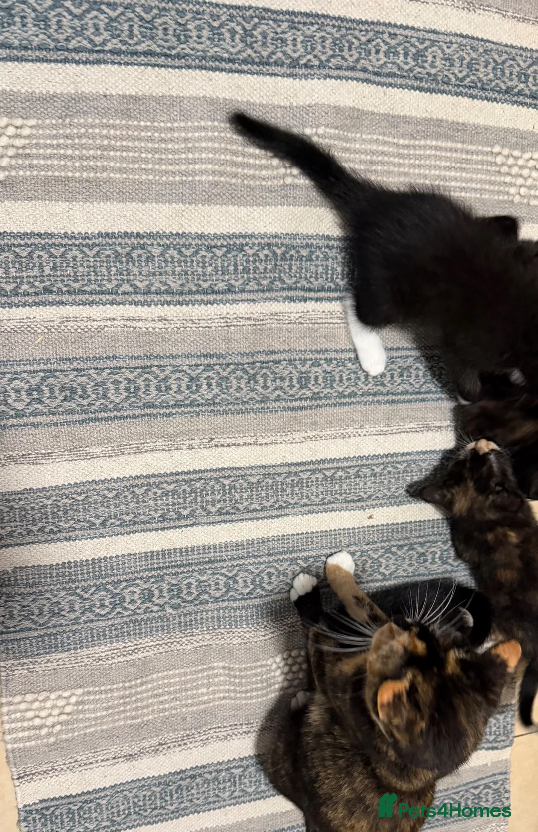 Domestic Shorthair cats for sale: Kittens for sale in Spalding - Advert 2