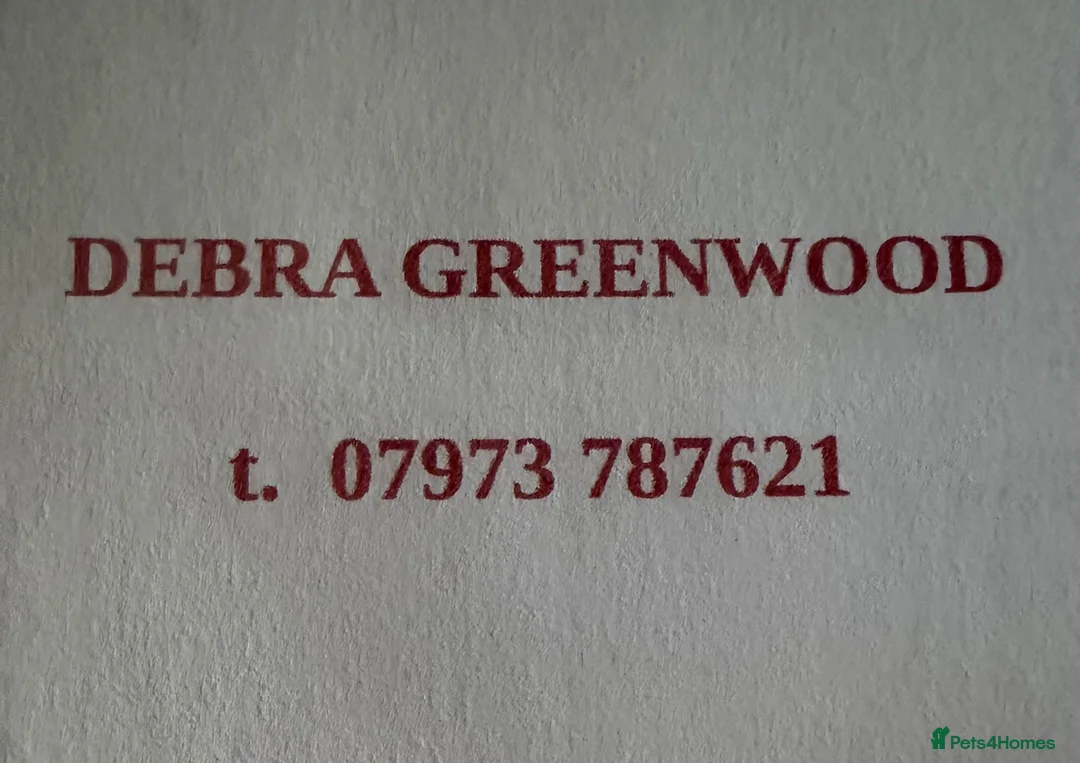 Irish Wolfhound dogs for sale: BEAUTIFUL FEMALE IWH PUPPY FOR SALE - Advert 2