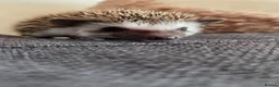 Pygmy Hedgehog rodents for sale: Little girl ready to move from June - Advert 4
