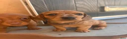 Miniature Dachshund dogs for sale: Miniature dachshund puppies - Ready Now!   - Advert 16