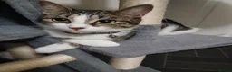 Mixed Breed cats for sale: Little Hearts Looking for Big Love 🐾   - Advert 2
