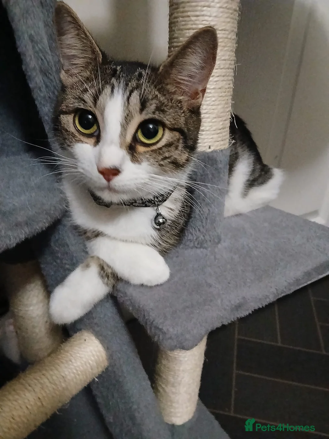 Mixed Breed cats for sale: Little Hearts Looking for Big Love 🐾   - Advert 2