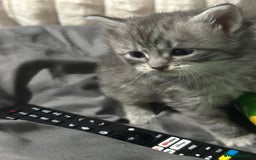 Mixed Breed cats for sale: Siberian x maincoon ready 5th november - Image 9