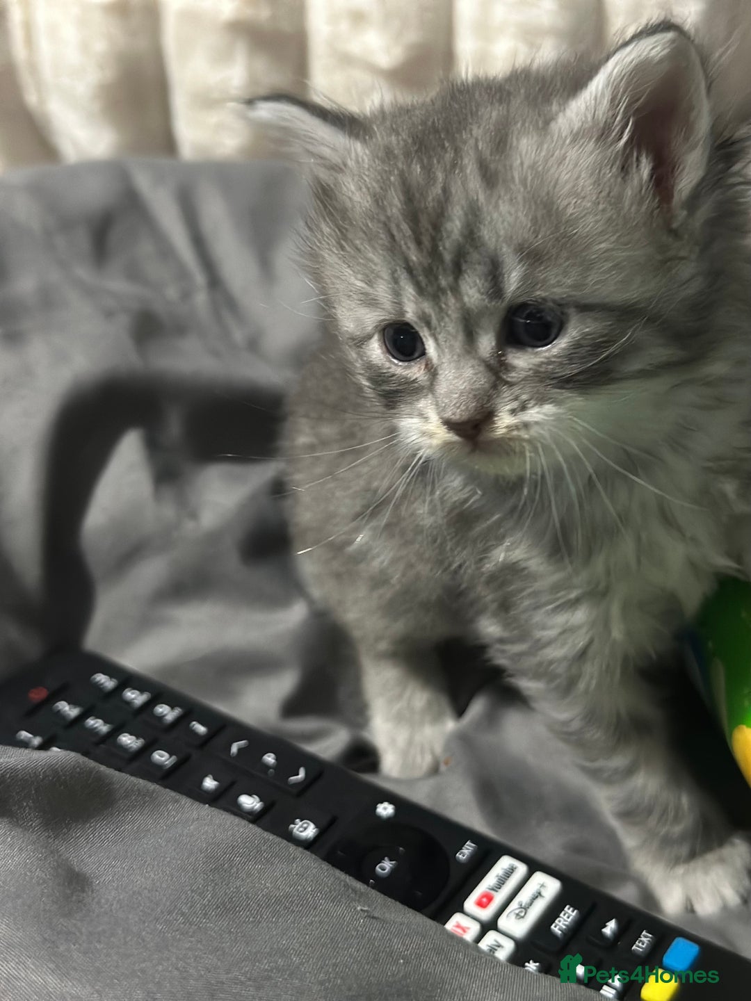 Mixed Breed cats for sale: Siberian x maincoon ready 5th november - Image 9