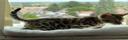 Bengal cats for sale: Bengal kitten for resale - Advert 4