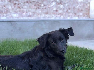 Mixed Breed dogs Spider for adoption - Advert 17