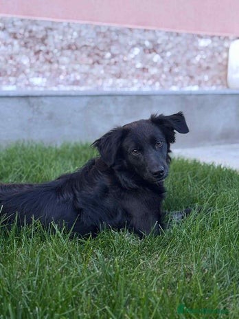 Mixed Breed dogs Spider for adoption - Advert 12