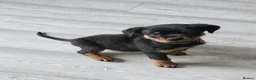 Rottweiler dogs for sale: LAST FEMALE ROTTWEILER PUP  in Feltham - Advert 7