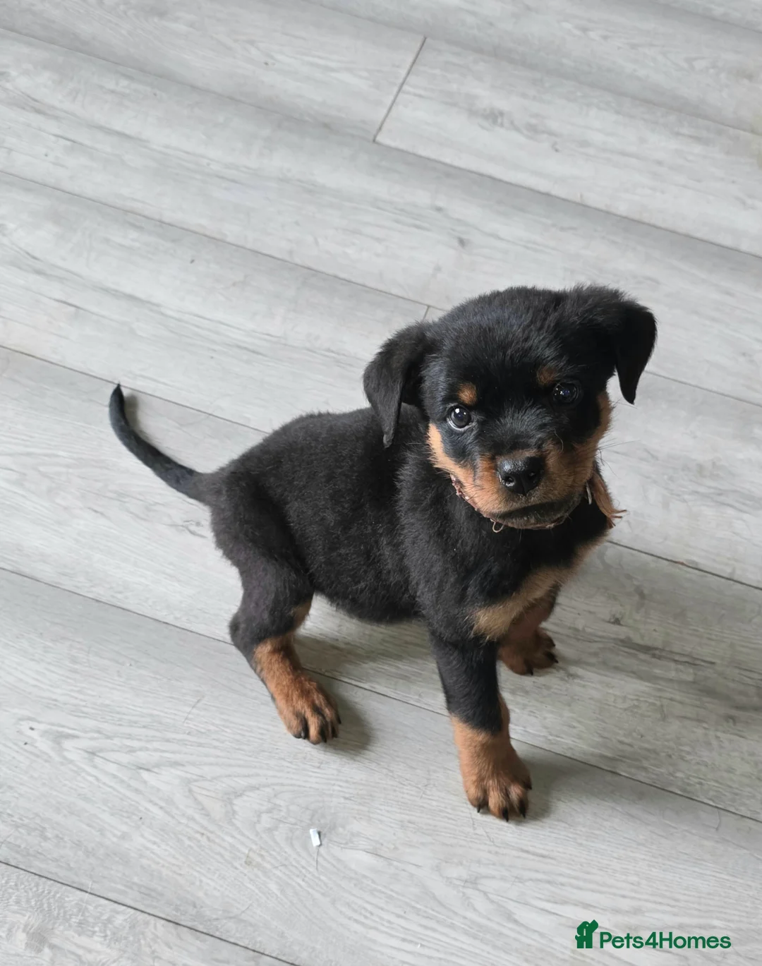 Rottweiler dogs for sale: LAST FEMALE ROTTWEILER PUP  in Feltham - Advert 7