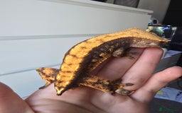 Gecko reptiles for sale: Crested geckos  - Image 11