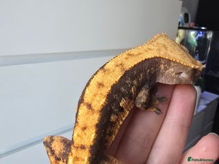 Gecko reptiles Crested geckos - Advert 6