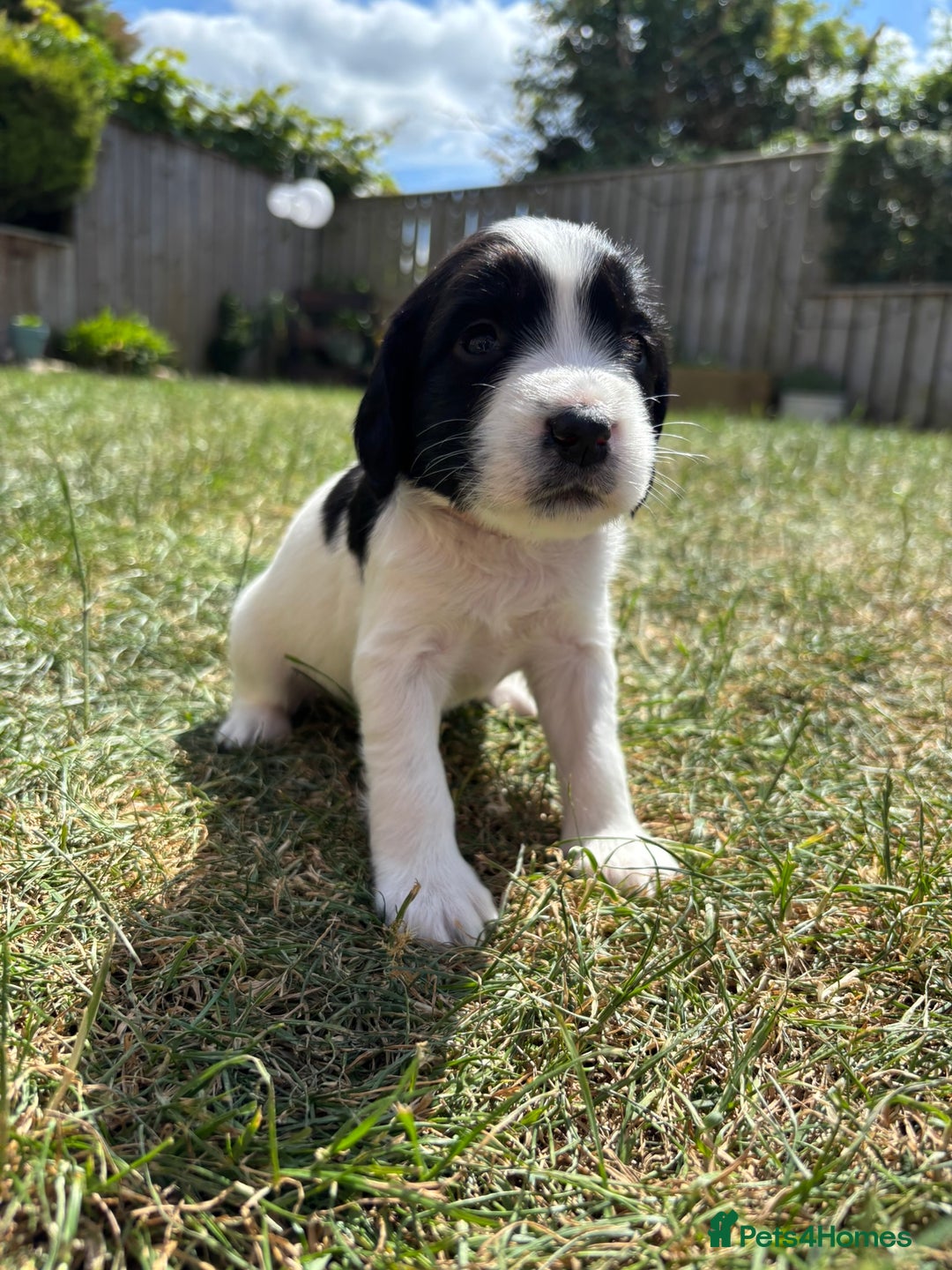 English Springer Spaniel dogs for sale: Gorgeous KC Registered Springer Spaniel Puppies in Thirsk - Image 10