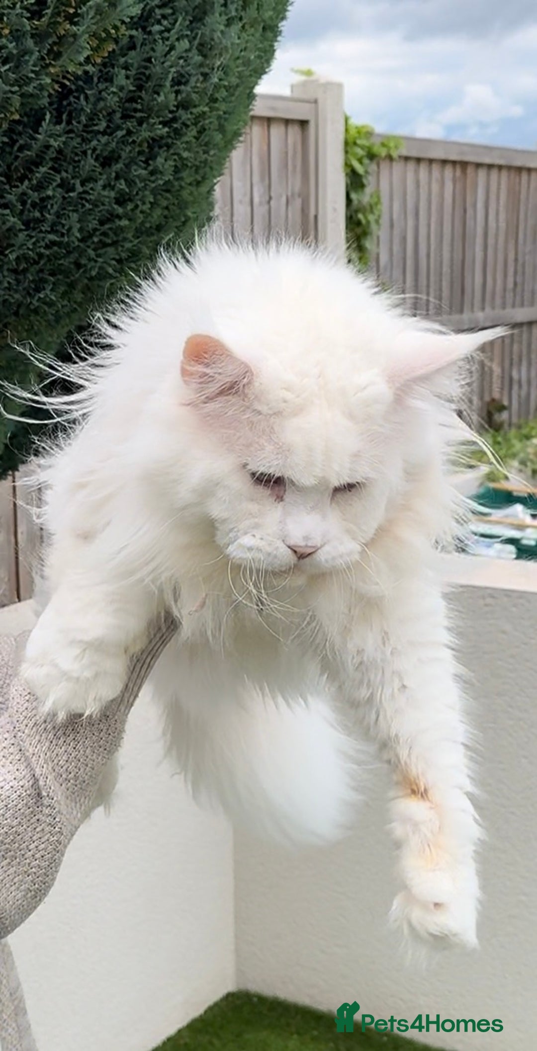 Maine Coon cats for sale: Outstanding pedigree Maine coons  - Image 20