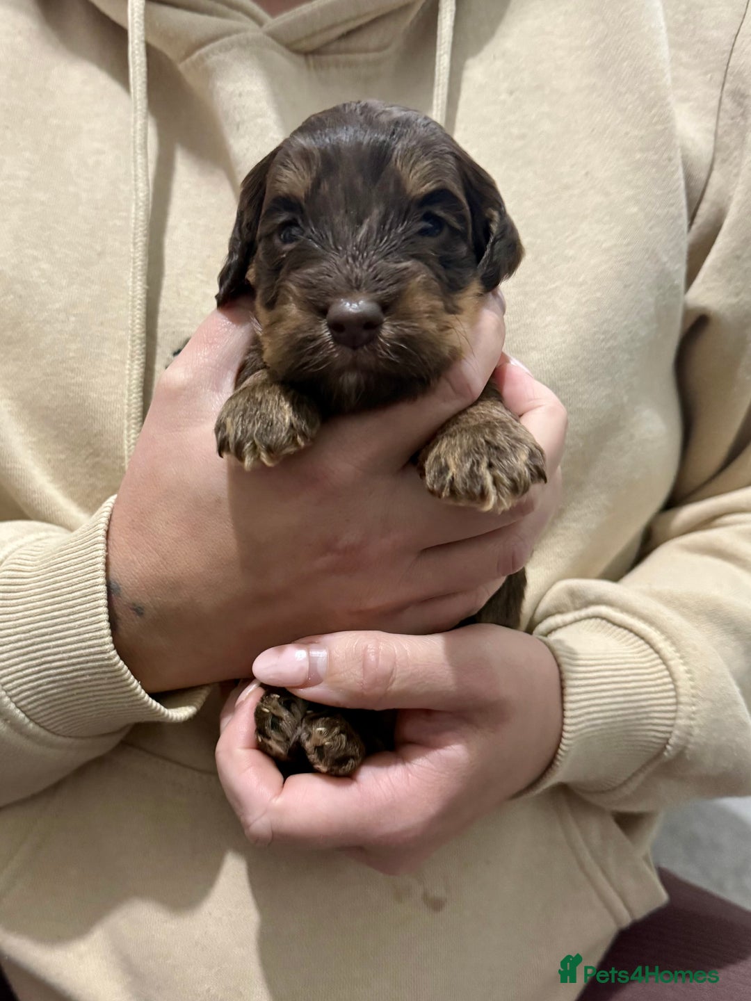 Cockapoo dogs for sale: F1 Cockerpoo’s  - Image 4